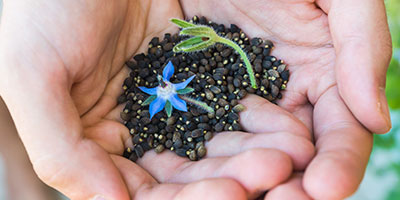 Buy Seeds, Not Bouquets