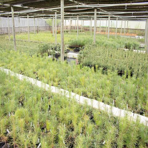 Wowe LifeStyle Gives Back Colorado One Tree Planted