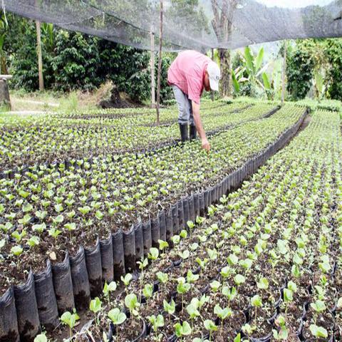 Wowe LifeStyle Gives Back Honduras One Tree Planted