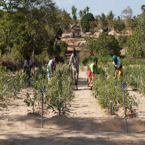 Wowe LifeStyle Gives Back Kenya One Tree Planted