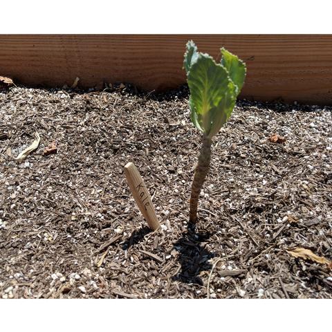 toothbrush garden marker